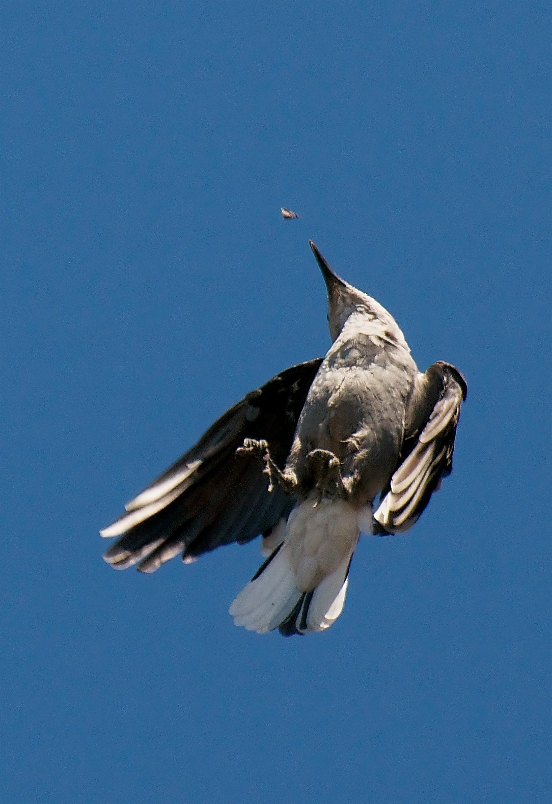 NW Bird Blog Clark's Nutcracker